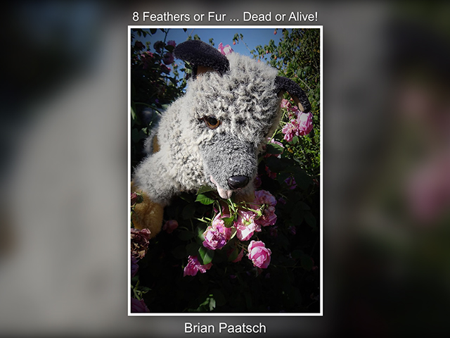 Brian Paatsch